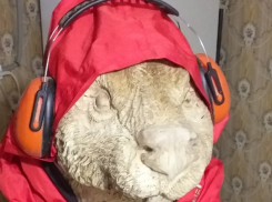 Блатного бобра в наушниках показал скульптор по дереву из Воронежа 