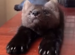 Чудесного соболя застали в нереально милой позе в Воронеже