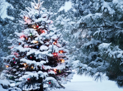 Срубив в Воронежской области ёлки, можно присесть на 3 года