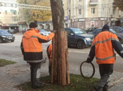 Зачем на деревья надели «бронежилеты» в Воронеже