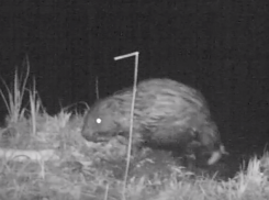 Метящего территорию бобра сняли на видео под Воронежем