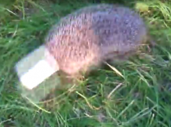 Воронежец снял на видео операцию по спасению ежика, ставшего заложником консервной банки