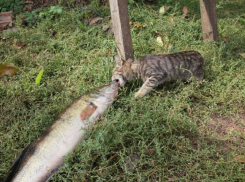 Тридцать четвертый участник конкурса Я и мой любимец Елена Шнайдерман и ее кошка Лаки (ФОТО-ИСТОРИЯ)
