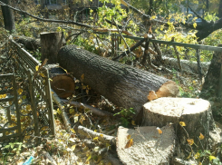 Воронежские власти потратят 25 миллионов рублей на вырубку деревьев