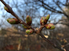 Солнце и тепло до +9: как начнется новая рабочая неделя в Воронежской области