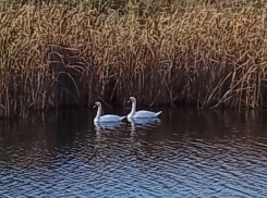Лебединая пара застряла на водоеме в Воронежской области