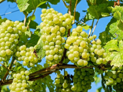 Семь сезонных обработок виноградника от болезней и вредителей