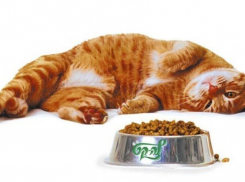 В Воронежской области продавались непроверенные корма для кошек