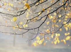 На следующей неделе в Воронеже потеплеет