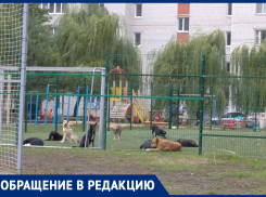 Зубастая десятка: стая собак оккупировала детскую площадку в Воронеже 