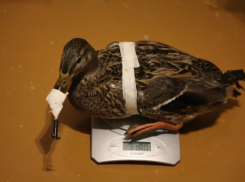 Воронежские зоозащитники собирают деньги на лечение утки Серой Шейки