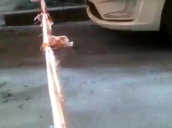 Воронежские бабушки платочками перекрыли въезд машин во двор