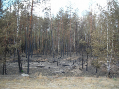 В лесах Воронежской области открыт пожароопасный сезон