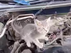 Пушистый «автомеханик» замечен в автомобиле в Воронеже