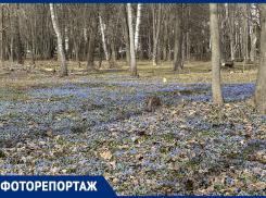 Настоящее весеннее очарование показали на фото в Воронеже 
