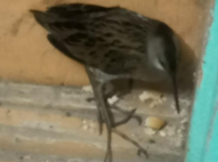 Сидит возле тарелки с хлебом: пастушка заметили в подъезде воронежской многоэтажки