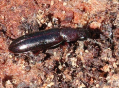 В Воронежском заповеднике энтомологи обнаружили жука первобытных лесов