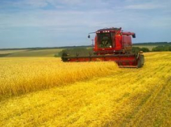 Воронежские аграрии намолотили третий миллион тонн зерна на полях региона