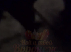 «Мне просто не верится», – воронежский депутат обратится в полицию после жестокого убийства собаки