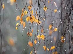 В Воронеже с 10 по 13 ноября будет тепло и облачно
