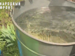 Вода болотного цвета с дурным запахом десятилетие мучает жителей Воронежской области