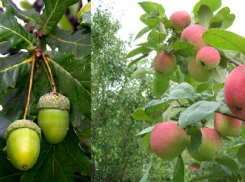 Символами Воронежской области может стать дуб или яблоня 