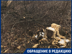 Вырубку «Вековой дубравы» опровергли в Воронеже