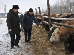 Воронежский губернатор Гордеев познакомился с передовым опытом в мясном скотоводстве