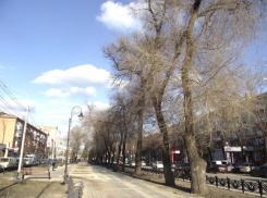 На Кольцовском бульваре в Воронеже спилят гнилые вязы и посадят липы