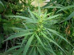 В Лискинском районе изъята крупная партия марихуаны