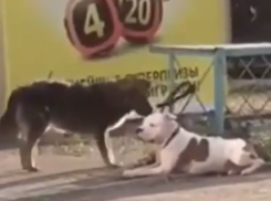 Хитрую четвероногую помощь показали воронежцам на видео