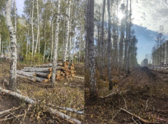 Об уничтожении красивейшей березовой аллеи в Боровом сообщили воронежцы