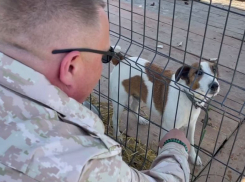 О спасении пса Монсона в Херсоне рассказал воронежский депутат Кастюкевич