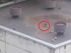 Забавный птичий футбол сняли на видео в Воронеже
