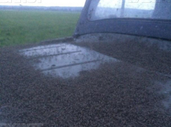 Борьба с полчищами комаров обошлась Воронежской области в 13 млн рублей