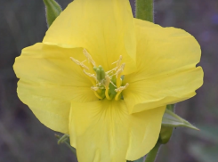 Ускоренная видеосъемка показала красоту раскрытия цветка в Воронеже