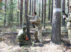 В Воронежской области болеют сосновые леса