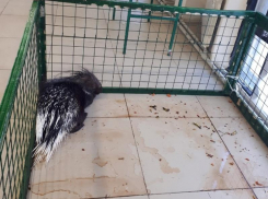 Воронежцы сообщили о закрытии зоопарка с дикобразом «в лужах мочи»