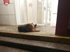 Воронежский Хатико обрел новый дом, но случилось неладное 