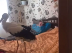 Жительница Воронежской области живет с личным Тарантино