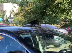Мстительная ворона попала на видео в Воронеже
