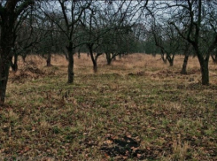 В Воронеже «похититель» яблоневых садов вышел под подписку о невыезде