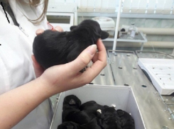 Неизвестный подкинул к Воронежской поликлинике нескольких щенят, которых теперь хотят усыпить