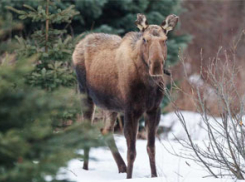 4 браконьера разделывали лося в воронежском охотничьем угодье
