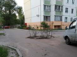 Деревья пробили асфальт и выросли посреди дороги в Воронеже 