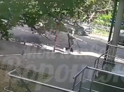 Дерево упало на девушку в Воронеже – опубликовано видео