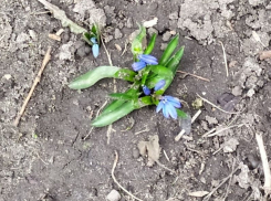 Из-за аномального тепла в Воронеже на месяц раньше вылезли подснежники