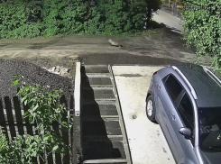 Полосатый пешеход вышел на дорогу в Воронеже