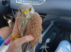 Хищную красавицу спасли в Воронеже