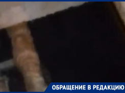 Путь в коммунальную преисподнюю показали на видео в Воронеже